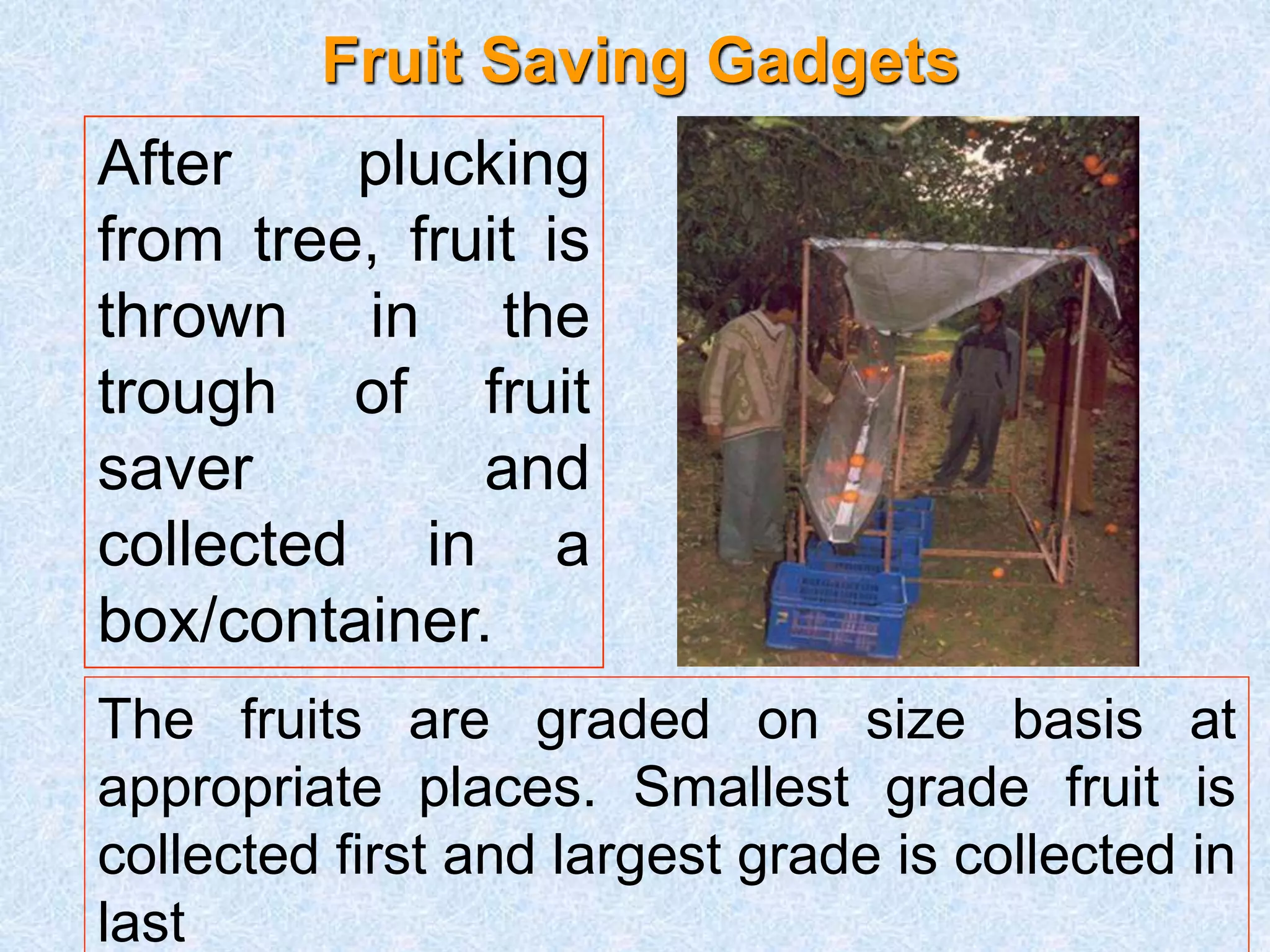 Fruit Saving Gadgets 
After plucking 
from tree, fruit is 
thrown in the 
trough of fruit 
saver and 
collected in a 
box/container. 
The fruits are graded on size basis at 
appropriate places. Smallest grade fruit is 
collected first and largest grade is collected in 
last 
 