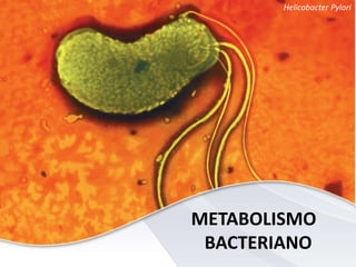 METABOLISMO
BACTERIANO
Helicobacter Pylori
 