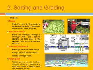 Mango Sorting Pht on mango | PPTX