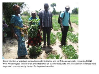 Demonstration of vegetable production under irrigation and rainfed approaches by the Africa RISING
West Africa Project. Mo...