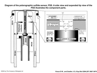 14
Diagram of the polarographic sulfide sensor, PSS. A side view and expanded tip view of the
PSS illustrates the component parts.
Kraus D W , and Doeller J E J Exp Biol 2004;207:3667-3679©2004 by The Company of Biologists Ltd
 