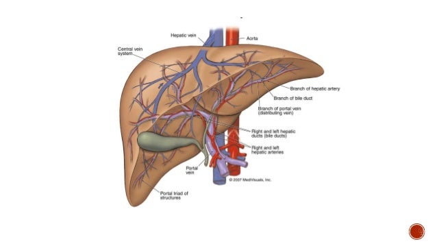 physiologic anatomy of liver
