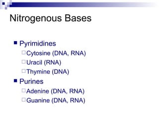 Nitrogenous Bases 
 Pyrimidines 
Cytosine (DNA, RNA) 
Uracil (RNA) 
Thymine (DNA) 
 Purines 
Adenine (DNA, RNA) 
Guanine (DNA, RNA) 
 