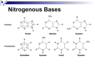 Nitrogenous Bases 
 