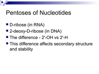 Pentoses of Nucleotides 
 D-ribose (in RNA) 
 2-deoxy-D-ribose (in DNA) 
 The difference - 2'-OH vs 2'-H 
 This difference affects secondary structure 
and stability 
 