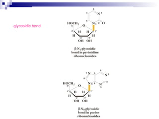 glycosidic bond 
 