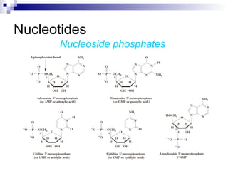 Nucleotides 
Nucleoside phosphates 
 