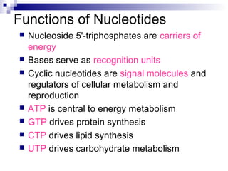 Functions of Nucleotides 
 Nucleoside 5'-triphosphates are carriers of 
energy 
 Bases serve as recognition units 
 Cyclic nucleotides are signal molecules and 
regulators of cellular metabolism and 
reproduction 
 ATP is central to energy metabolism 
 GTP drives protein synthesis 
 CTP drives lipid synthesis 
 UTP drives carbohydrate metabolism 
 