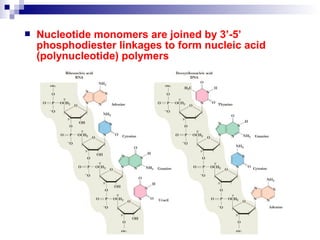  Nucleotide monomers are joined by 3’-5’ 
phosphodiester linkages to form nucleic acid 
(polynucleotide) polymers 
 