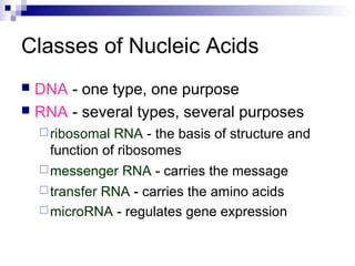 Classes of Nucleic Acids 
 DNA - one type, one purpose 
 RNA - several types, several purposes 
ribosomal RNA - the basis of structure and 
function of ribosomes 
messenger RNA - carries the message 
transfer RNA - carries the amino acids 
microRNA - regulates gene expression 
 