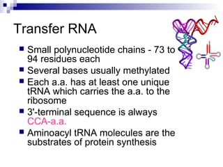 Transfer RNA 
 Small polynucleotide chains - 73 to 
94 residues each 
 Several bases usually methylated 
 Each a.a. has at least one unique 
tRNA which carries the a.a. to the 
ribosome 
 3'-terminal sequence is always 
CCA-a.a. 
 Aminoacyl tRNA molecules are the 
substrates of protein synthesis 
 