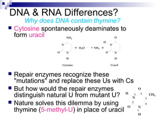 DNA & RNA Differences? 
Why does DNA contain thymine? 
 Cytosine spontaneously deaminates to 
form uracil 
 Repair enzymes recognize these 
"mutations" and replace these Us with Cs 
 But how would the repair enzymes 
distinguish natural U from mutant U? 
 Nature solves this dilemma by using 
thymine (5-methyl-U) in place of uracil 
 