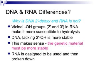 DNA & RNA Differences? 
Why is DNA 2'-deoxy and RNA is not? 
 Vicinal -OH groups (2' and 3') in RNA 
make it more susceptible to hydrolysis 
 DNA, lacking 2'-OH is more stable 
 This makes sense - the genetic material 
must be more stable 
 RNA is designed to be used and then 
broken down 
 