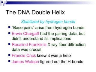 The DNA Double Helix 
Stabilized by hydrogen bonds 
 "Base pairs" arise from hydrogen bonds 
 Erwin Chargaff had the pairing data, but 
didn't understand its implications 
 Rosalind Franklin's X-ray fiber diffraction 
data was crucial 
 Francis Crick knew it was a helix 
 James Watson figured out the H-bonds 
 