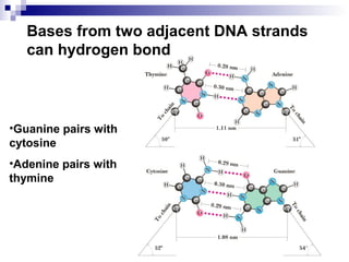 Bases from two adjacent DNA strands 
can hydrogen bond 
•Guanine pairs with 
cytosine 
•Adenine pairs with 
thymine 
 