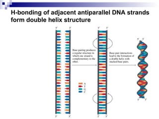 H-bonding of adjacent antiparallel DNA strands 
form double helix structure 
 
