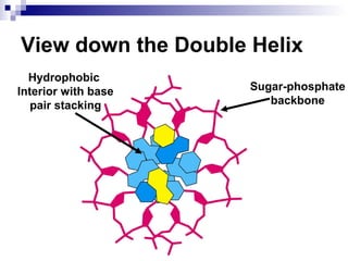 View down the Double Helix 
Sugar-phosphate 
backbone 
Hydrophobic 
Interior with base 
pair stacking 
 