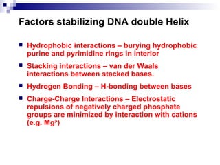 Factors stabilizing DNA double Helix 
 Hydrophobic interactions – burying hydrophobic 
purine and pyrimidine rings in interior 
 Stacking interactions – van der Waals 
interactions between stacked bases. 
 Hydrogen Bonding – H-bonding between bases 
 Charge-Charge Interactions – Electrostatic 
repulsions of negatively charged phosphate 
groups are minimized by interaction with cations 
(e.g. Mg2+) 
 