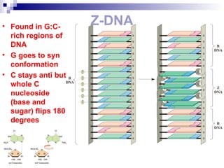 Z-DNA • Found in G:C-rich 
regions of 
DNA 
• G goes to syn 
conformation 
• C stays anti but 
whole C 
nucleoside 
(base and 
sugar) flips 180 
degrees 
 