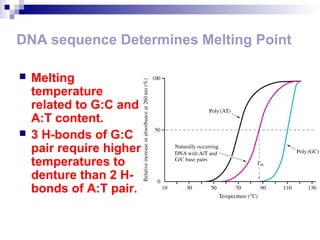 DNA sequence Determines Melting Point 
 Melting 
temperature 
related to G:C and 
A:T content. 
 3 H-bonds of G:C 
pair require higher 
temperatures to 
denture than 2 H-bonds 
of A:T pair. 
 