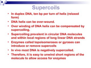 Supercoils 
• In duplex DNA, ten bp per turn of helix (relaxed 
form) 
• DNA helix can be over-wound. 
• Over winding of DNA helix can be compensated by 
supercoiling. 
• Supercoiling prevalent in circular DNA molecules 
and within local regions of long linear DNA strands 
• Enzymes called topoisomerases or gyrases can 
introduce or remove supercoils 
• In vivo most DNA is negatively supercoiled. 
• Therefore, it is easy to unwind short regions of the 
molecule to allow access for enzymes 
 