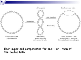 Each super coil compensates for one + or – turn of 
the double helix 
 