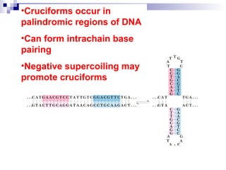 •Cruciforms occur in 
palindromic regions of DNA 
•Can form intrachain base 
pairing 
•Negative supercoiling may 
promote cruciforms 
 