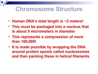 Chromosome Structure 
• Human DNA’s total length is ~2 meters! 
• This must be packaged into a nucleus that 
is about 5 micrometers in diameter 
• This represents a compression of more 
than 100,000! 
• It is made possible by wrapping the DNA 
around protein spools called nucleosomes 
and then packing these in helical filaments 
 