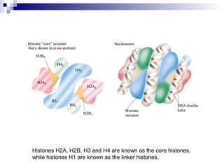 Histones H2A, H2B, H3 and H4 are known as the core histones, 
while histones H1 are known as the linker histones. 
 