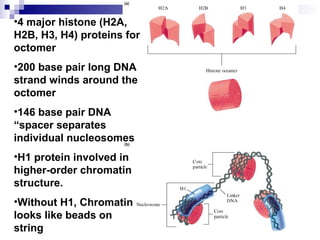•4 major histone (H2A, 
H2B, H3, H4) proteins for 
octomer 
•200 base pair long DNA 
strand winds around the 
octomer 
•146 base pair DNA 
“spacer separates 
individual nucleosomes 
•H1 protein involved in 
higher-order chromatin 
structure. 
•Without H1, Chromatin 
looks like beads on 
string 
 