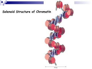 Solenoid Structure of Chromatin 
 