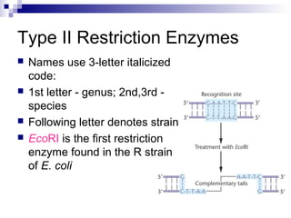 Type II Restriction Enzymes 
 Names use 3-letter italicized 
code: 
 1st letter - genus; 2nd,3rd - 
species 
 Following letter denotes strain 
 EcoRI is the first restriction 
enzyme found in the R strain 
of E. coli 
 