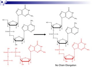 N 
N 
NH2 
N N 
H H 
O 
H H 
H H 
H H 
H 
NH 
N 
N 
O 
NH2 
N 
O 
H 
O 
O P 
O 
HO 
O-N 
N 
NH2 
N N 
H H 
O 
H H 
H H 
H H 
O H 
O P 
O 
O-NH 
N 
N 
O 
NH2 
N 
O 
H 
O 
O P 
O 
HO 
O-NH 
N 
N 
O 
NH2 
N 
O 
H H 
H H 
H 
OH 
OH 
OH 
O PH 
O 
O-NH 
N 
N 
O 
NH2 
N 
O 
H H 
H H 
H 
OH 
OH 
O P 
O 
O P 
O 
O-No 
Chain Elongation 
 