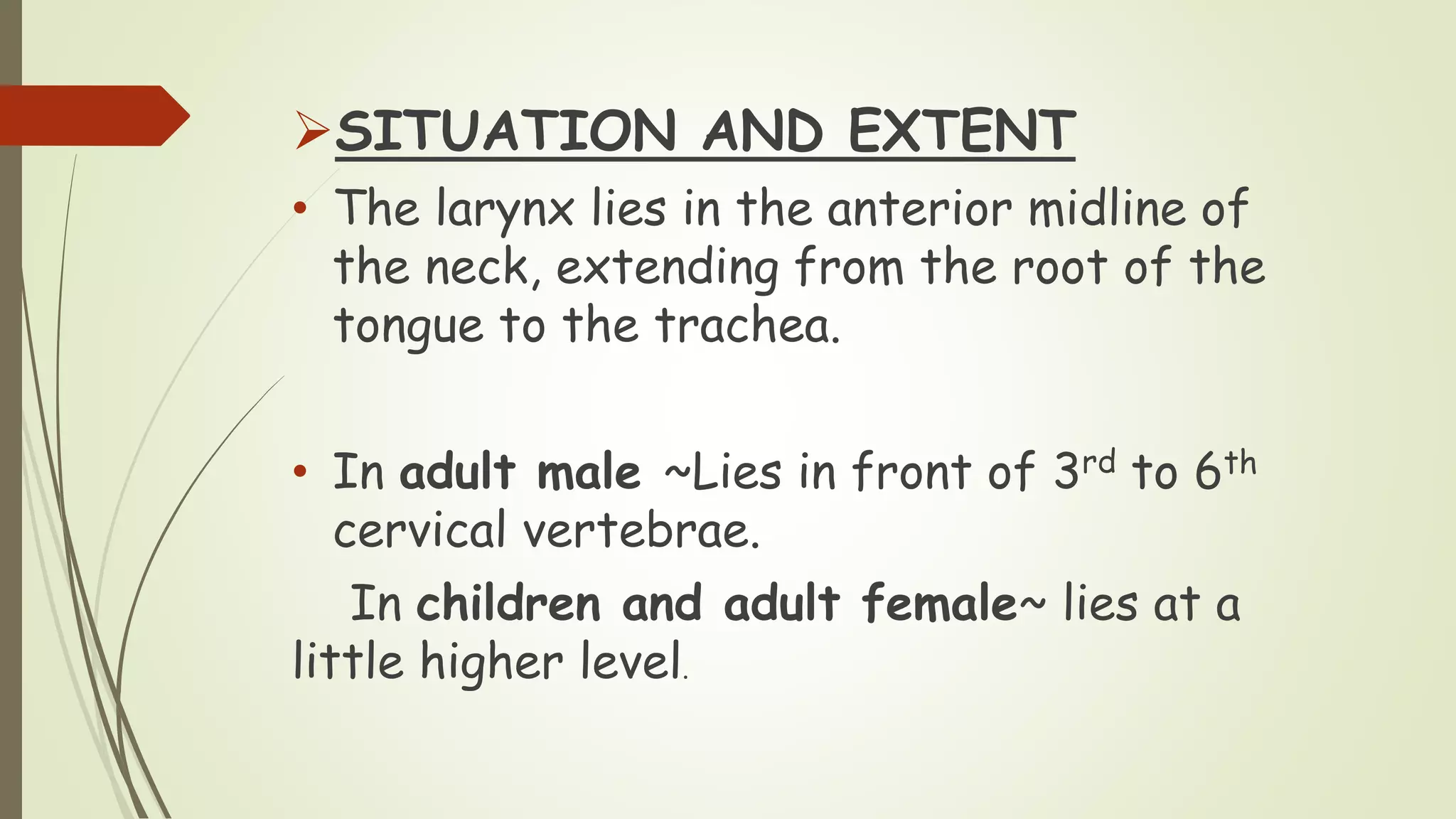 SITUATION AND EXTENT
• The larynx lies in the anterior midline of
the neck, extending from the root of the
tongue to the trachea.
• In adult male ~Lies in front of 3rd to 6th
cervical vertebrae.
In children and adult female~ lies at a
little higher level.
 