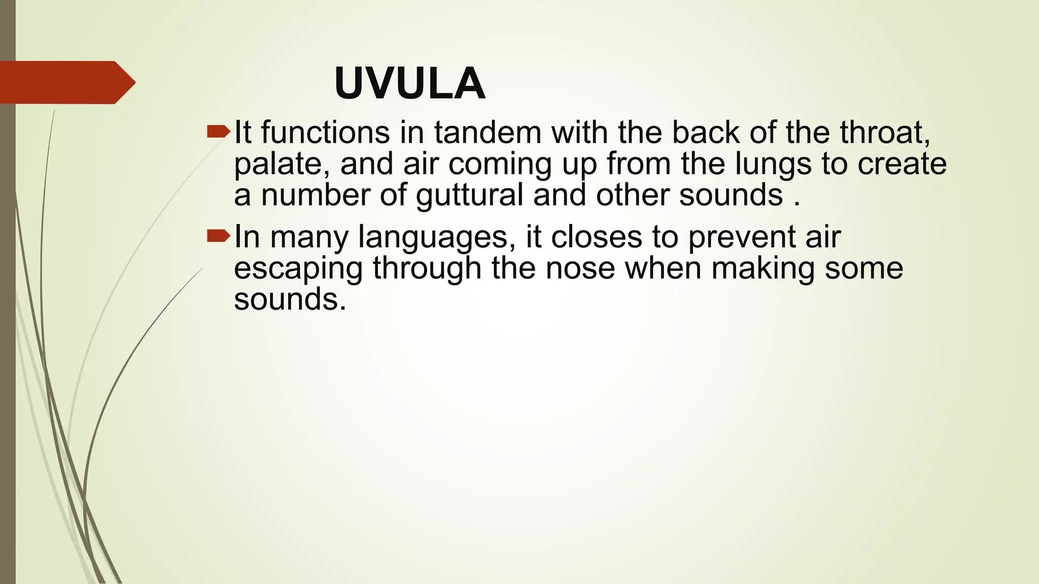 UVULA
It functions in tandem with the back of the throat,
palate, and air coming up from the lungs to create
a number of guttural and other sounds .
In many languages, it closes to prevent air
escaping through the nose when making some
sounds.
 