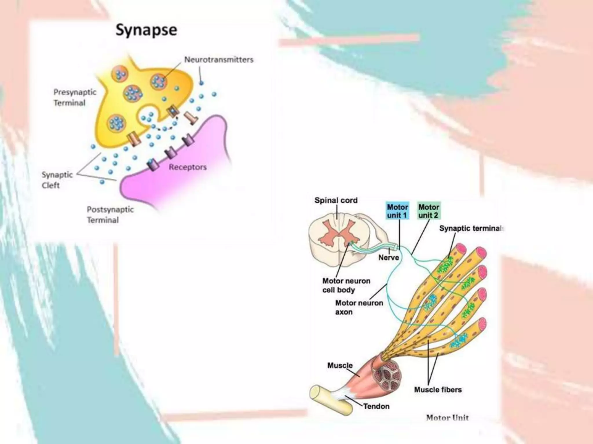 Motor synapse and mechanism of excitation | PPTX
