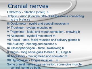 Cranial nerves
I Olfactory - olfaction (smell) s
IIOptic - vision (Contain 38% of all the axons connecting
to the brain.) s
III Oculomotor - eyelid and eyeball muscles m
IV Trochlear - eyeball muscles m
V Trigeminal - facial and mouth sensation , chewing b
VI Abducens - eyeball movement m
VII Facial - taste, facial muscles and salivary glands b
VIII Auditory - hearing and balance s
IX Glossopharyngeal - taste, swallowing b
X Vagus - long nerve goes to heart, GI, lungs b
XI Accessory - moving head and shoulder m
XII Hypoglossal - tongue muscles m
Some cranial nerves give sensation, some give muscle
control, some do both.
 