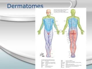 Dermatomes
 
