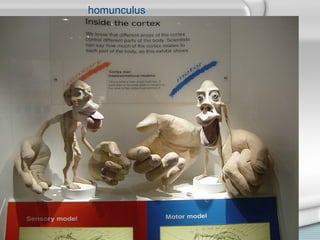 homunculus
 