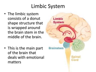 Limbic System
• The limbic system
  consists of a donut
  shape structure that
  is wrapped around
  the brain stem in the
  middle of the brain.

• This is the main part
  of the brain that
  deals with emotional
  matters
 