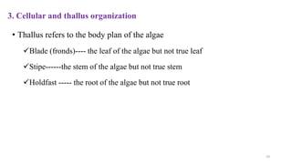 3. Cellular and thallus organization
• Thallus refers to the body plan of the algae
Blade (fronds)---- the leaf of the algae but not true leaf
Stipe------the stem of the algae but not true stem
Holdfast ----- the root of the algae but not true root
10
 