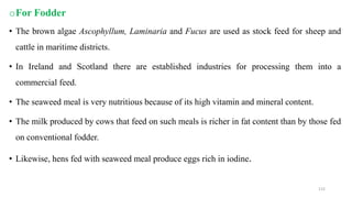 oFor Fodder
• The brown algae Ascophyllum, Laminaria and Fucus are used as stock feed for sheep and
cattle in maritime districts.
• In Ireland and Scotland there are established industries for processing them into a
commercial feed.
• The seaweed meal is very nutritious because of its high vitamin and mineral content.
• The milk produced by cows that feed on such meals is richer in fat content than by those fed
on conventional fodder.
• Likewise, hens fed with seaweed meal produce eggs rich in iodine.
115
 