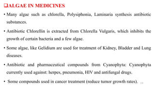 ALGAE IN MEDICINES
• Many algae such as chlorella, Polysiphonia, Laminaria synthesis antibiotic
substances.
• Antibiotic Chlorellin is extracted from Chlorella Vulgaris, which inhibits the
growth of certain bacteria and a few algae.
• Some algae, like Gelidium are used for treatment of Kidney, Bladder and Lung
diseases.
• Antibiotic and pharmaceutical compounds from Cyanophyta: Cyanophyta
currently used against: herpes, pneumonia, HIV and antifungal drugs.
• Some compounds used in cancer treatment (reduce tumor growth rates). 119
 
