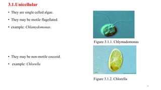 3.1.Unicellular
• They are single celled algae.
• They may be motile flagellated.
• example: Chlamydomonas.
Figure 3.1.1. Chlymadomonas
• They may be non-motile coccoid.
• example: Chlorella
Figure 3.1.2. Chlorella
12
 
