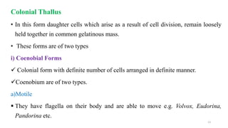 Colonial Thallus
• In this form daughter cells which arise as a result of cell division, remain loosely
held together in common gelatinous mass.
• These forms are of two types
i) Coenobial Forms
 Colonial form with definite number of cells arranged in definite manner.
Coenobium are of two types.
a)Motile
 They have flagella on their body and are able to move e.g. Volvox, Eudorina,
Pandorina etc.
13
 