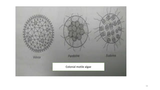 Colonial motile algae
14
 