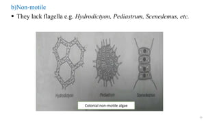 b)Non-motile
 They lack flagella e.g. Hydrodictyon, Pediastrum, Scenedemus, etc.
Colonial non-motile algae
15
 