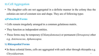 II) Cell Aggregation
• The daughter cells are not aggregated in a definite manner in the colony thus the
colonies are not of constant size and shape. They are of following types
a)Palmelloid Forms
• Cells remain irregularly arranged in a common gelatinous matrix.
• They function as independent entities.
• These forms may be temporary (Chlamydomonas) or permanent (Tetraspora) other
e.g. Asterococcus, Aphanocapsa.
b) Rhizopodial Forms
 In these colonial forms, cells are aggregated with each other through rhizopdia e.g.
Chrysidiastrum. 16
 