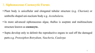 3. Siphonaceous Coenocytic Forms
• Plant body is unicellular and elongated tubular structure (e.g. Charium) or
umbrella shaped uni-nucleate body e.g. Acetabularia.
• In more advanced siphonaceous algae, thallus is aseptate and multinucleate
structure known as coenocyte.
• Septa develop only to delimit the reproductive organs to seal off the damaged
parts e.g. Protosiphon Botrydium, Vaucheria, Caulerpa
18
 