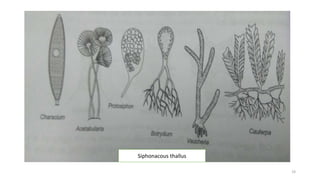 Siphonacous thallus
19
 